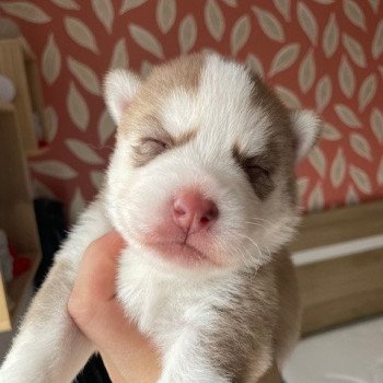 chiot Pomsky chocolat MOKA Sacrepomskysud