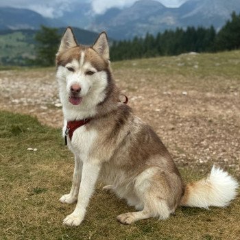 chiot Pomsky chocolat MOKA Sacrepomskysud