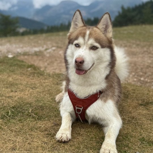 chiot Pomsky chocolat MOKA Sacrepomskysud
