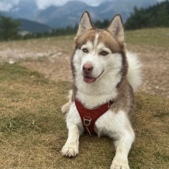 chiot Pomsky chocolat MOKA Sacrepomskysud