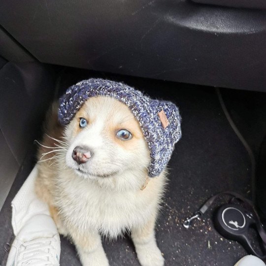 chien Pomsky ROXY Sacrepomskysud