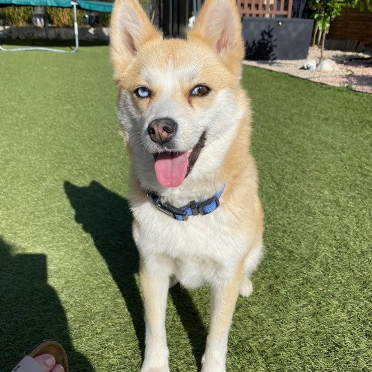 ROXY du domaine Garlaban Femelle Pomsky