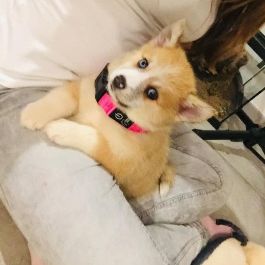 chien Pomsky ROXY Sacrepomskysud