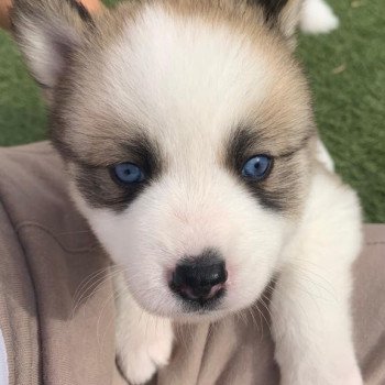 chiot Pomsky SABLE SHANEL Sacrepomskysud