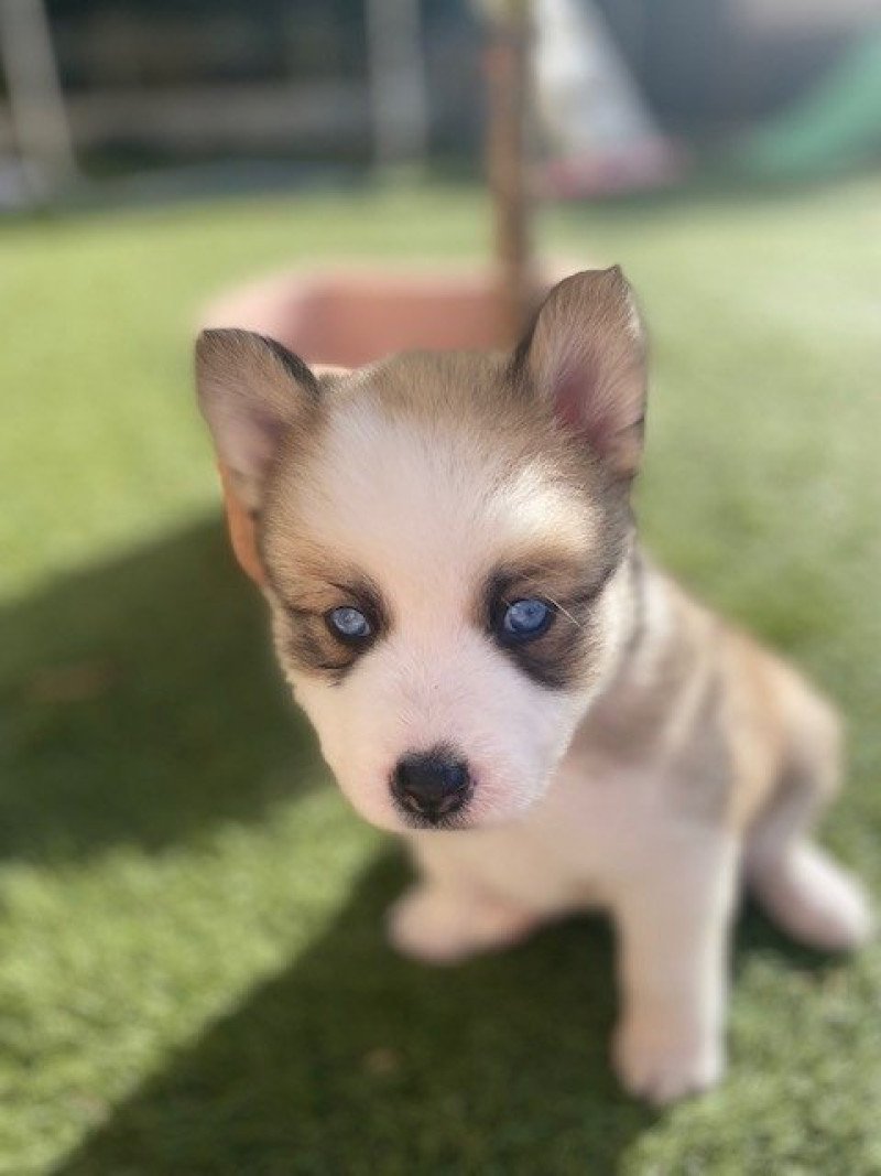 SHANEL du domaine Garlaban Femelle Pomsky