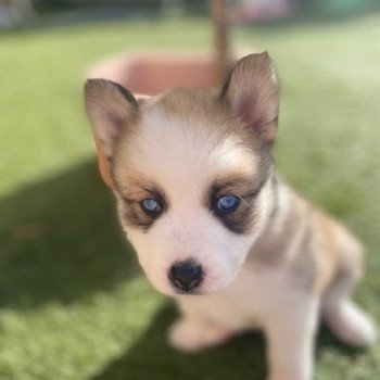 chiot Pomsky SABLE SHANEL Sacrepomskysud