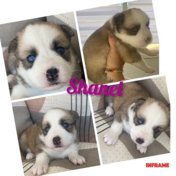 chiot Pomsky SABLE SHANEL Sacrepomskysud