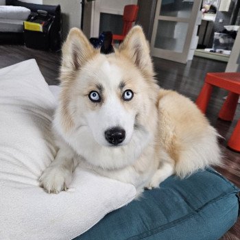 chiot Pomsky SABLE SHANEL Sacrepomskysud