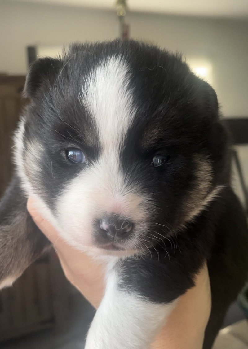 socca du domaine Garlaban Mâle Pomsky