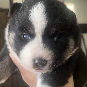 chiot Pomsky noir et blanc socca Sacrepomskysud