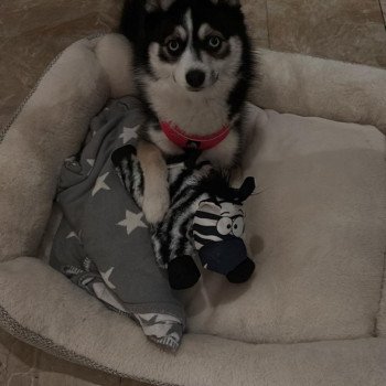 chiot Pomsky noir et blanc socca Sacrepomskysud