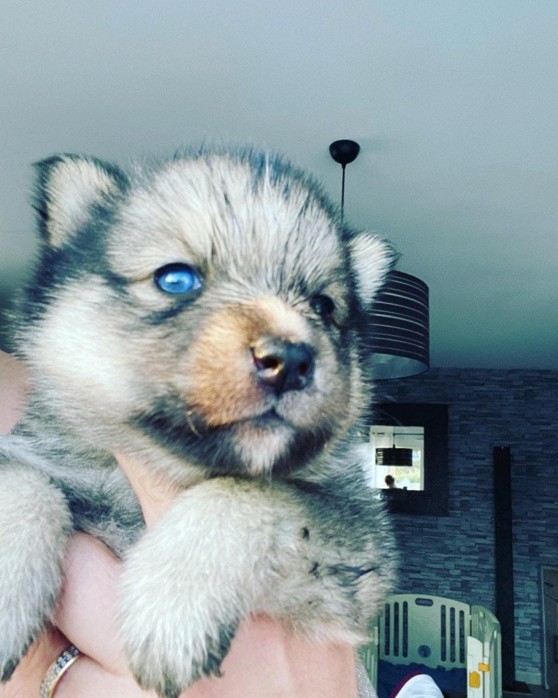 TAIGA du domaine Garlaban Mâle Pomsky