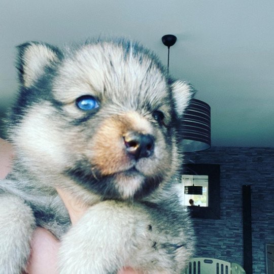 TAIGA du domaine Garlaban Mâle Pomsky