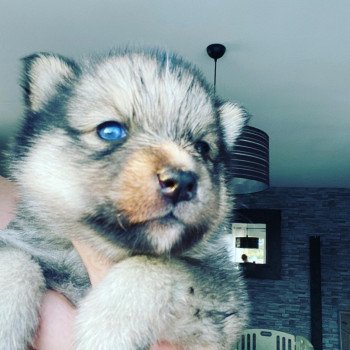 chiot Pomsky TAIGA Sacrepomskysud