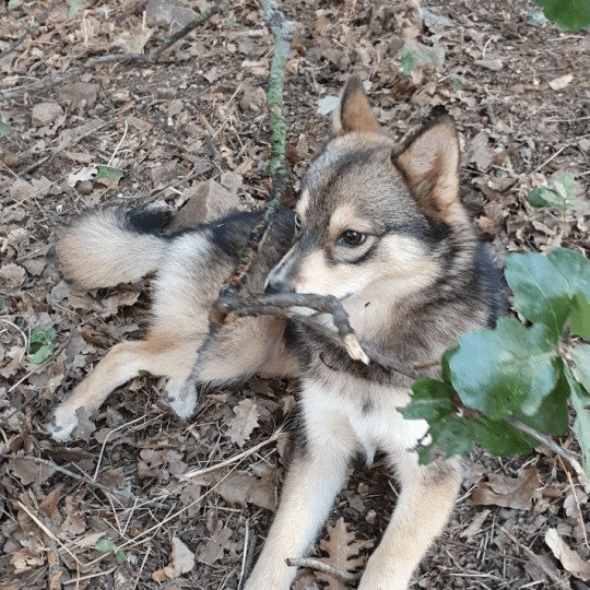 chiot Pomsky TAIGA Sacrepomskysud
