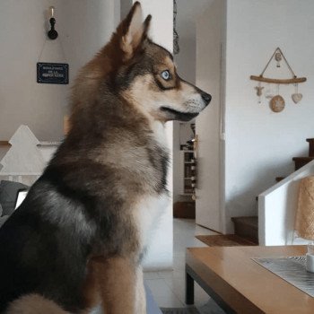 chiot Pomsky TAIGA Sacrepomskysud