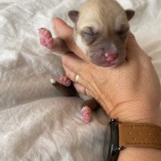 chiot Pomsky SABLE TAIGO Sacrepomskysud