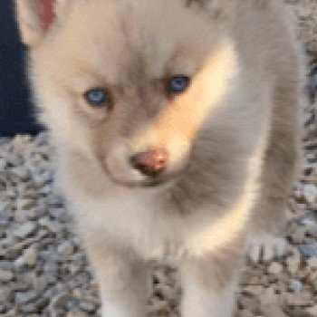 chiot Pomsky SABLE TAIGO Sacrepomskysud