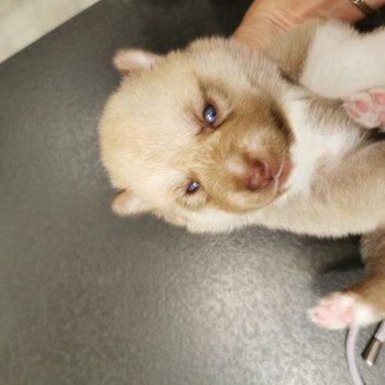 chiot Pomsky SABLE TAIGO Sacrepomskysud