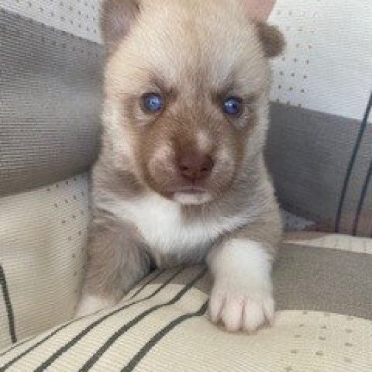 chiot Pomsky SABLE TAIGO Sacrepomskysud