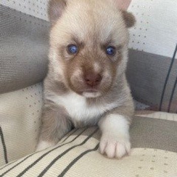 chiot Pomsky SABLE TAIGO Sacrepomskysud
