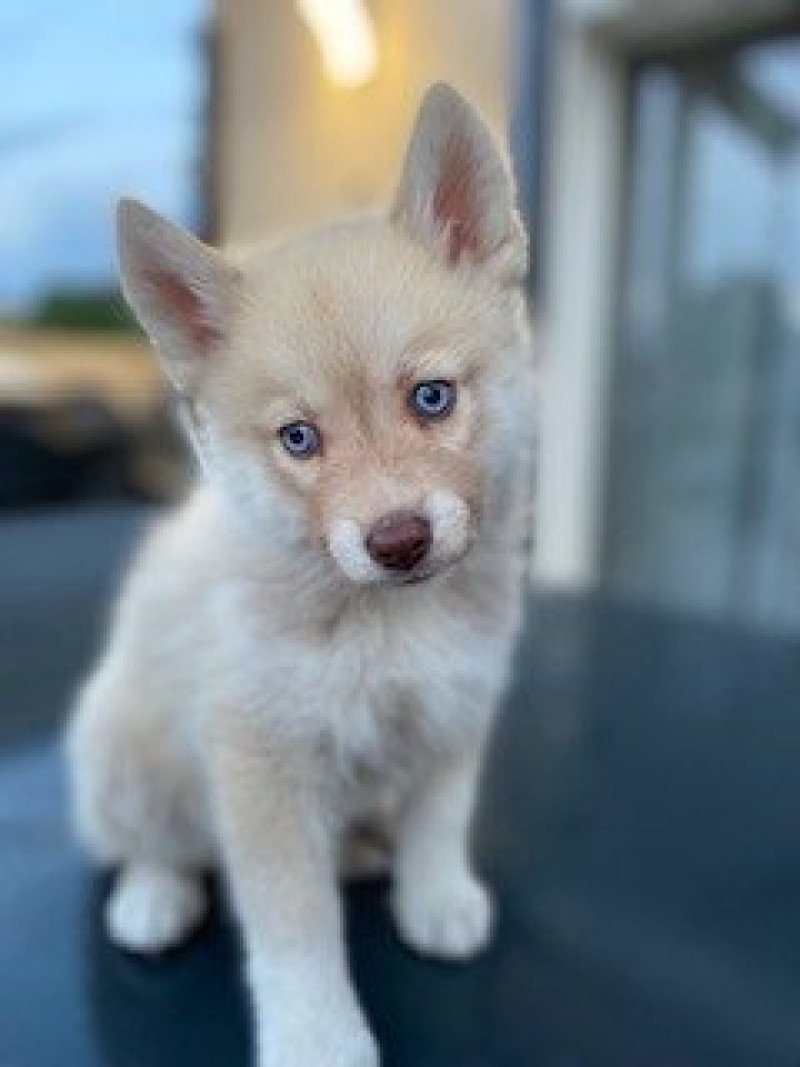 TAIGO du domaine Garlaban Mâle Pomsky