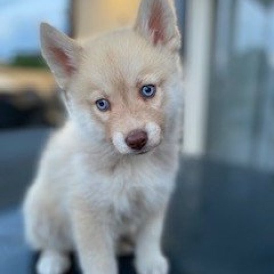 TAIGO du domaine Garlaban Mâle Pomsky