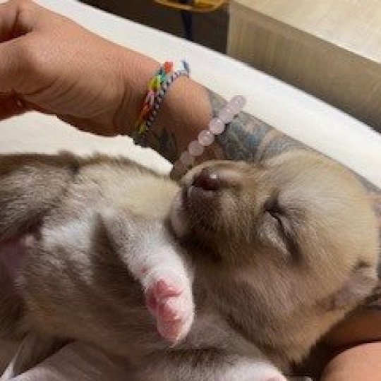 chiot Pomsky SABLE TAIGO Sacrepomskysud