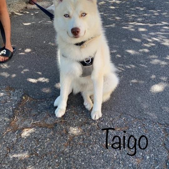 chiot Pomsky SABLE TAIGO Sacrepomskysud