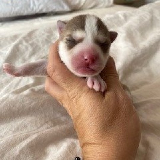 chiot Pomsky CHOCOLAT TAIKO Sacrepomskysud