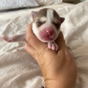 chiot Pomsky CHOCOLAT TAIKO Sacrepomskysud