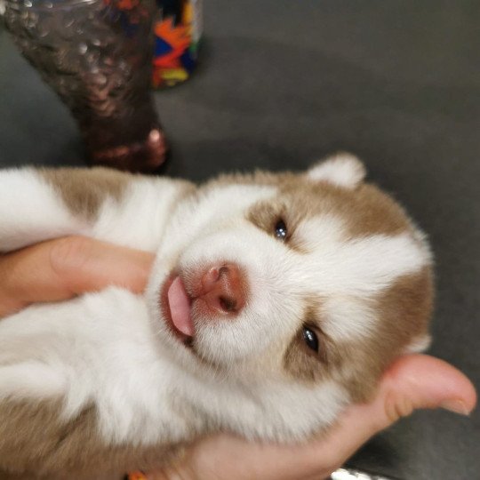 chiot Pomsky CHOCOLAT TAIKO Sacrepomskysud
