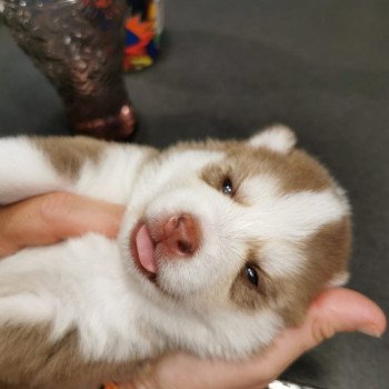 chiot Pomsky CHOCOLAT TAIKO Sacrepomskysud