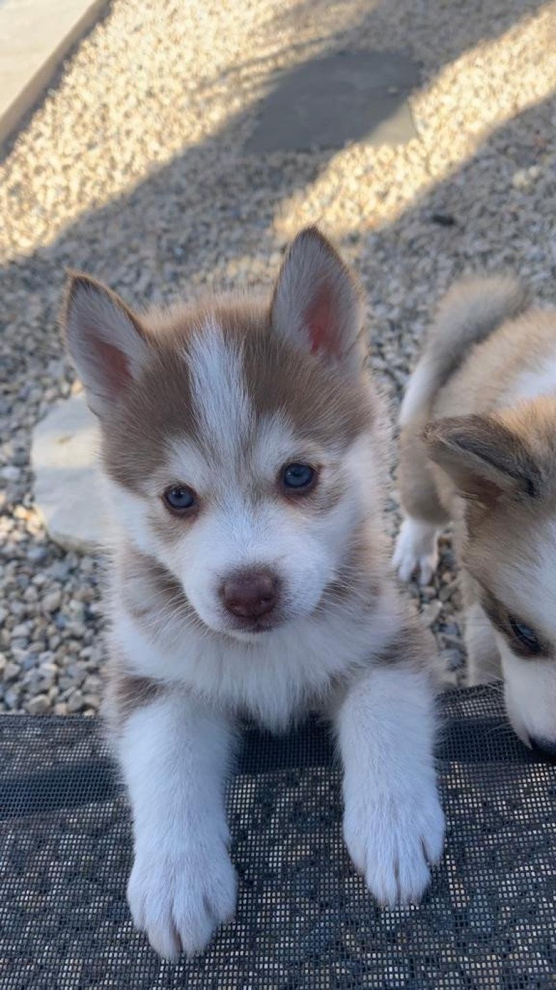 TAIKO du domaine Garlaban Mâle Pomsky