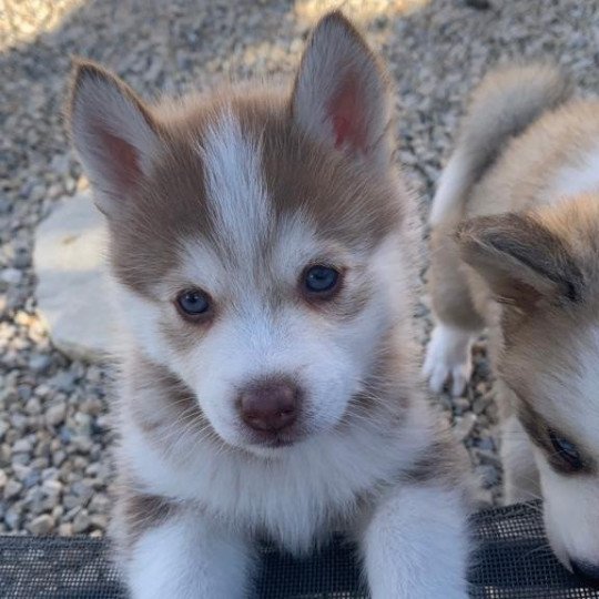 TAIKO du domaine Garlaban Mâle Pomsky