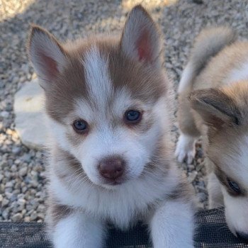 chiot Pomsky CHOCOLAT TAIKO Sacrepomskysud