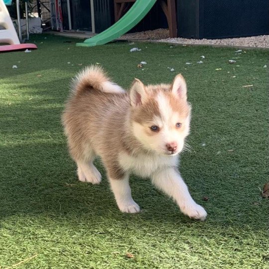 chiot Pomsky CHOCOLAT TAIKO Sacrepomskysud