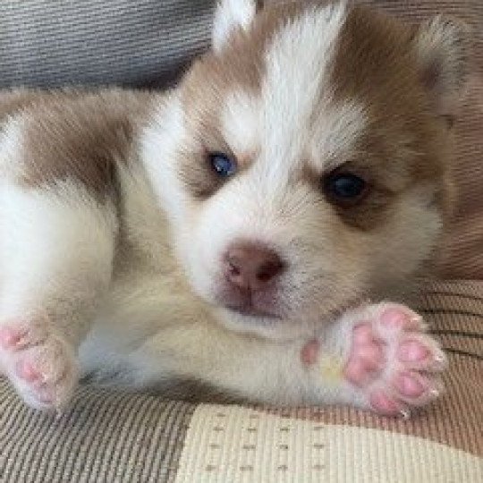 chiot Pomsky CHOCOLAT TAIKO Sacrepomskysud