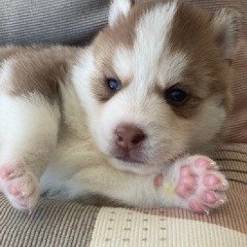 chiot Pomsky CHOCOLAT TAIKO Sacrepomskysud