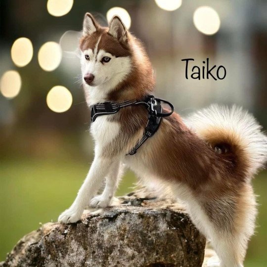 chiot Pomsky CHOCOLAT TAIKO Sacrepomskysud