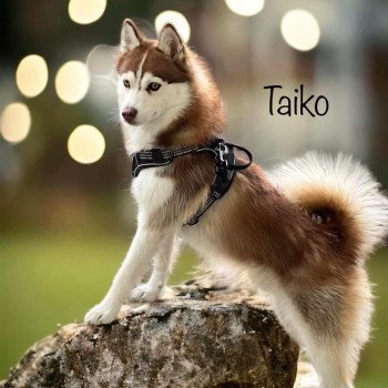 chiot Pomsky CHOCOLAT TAIKO Sacrepomskysud