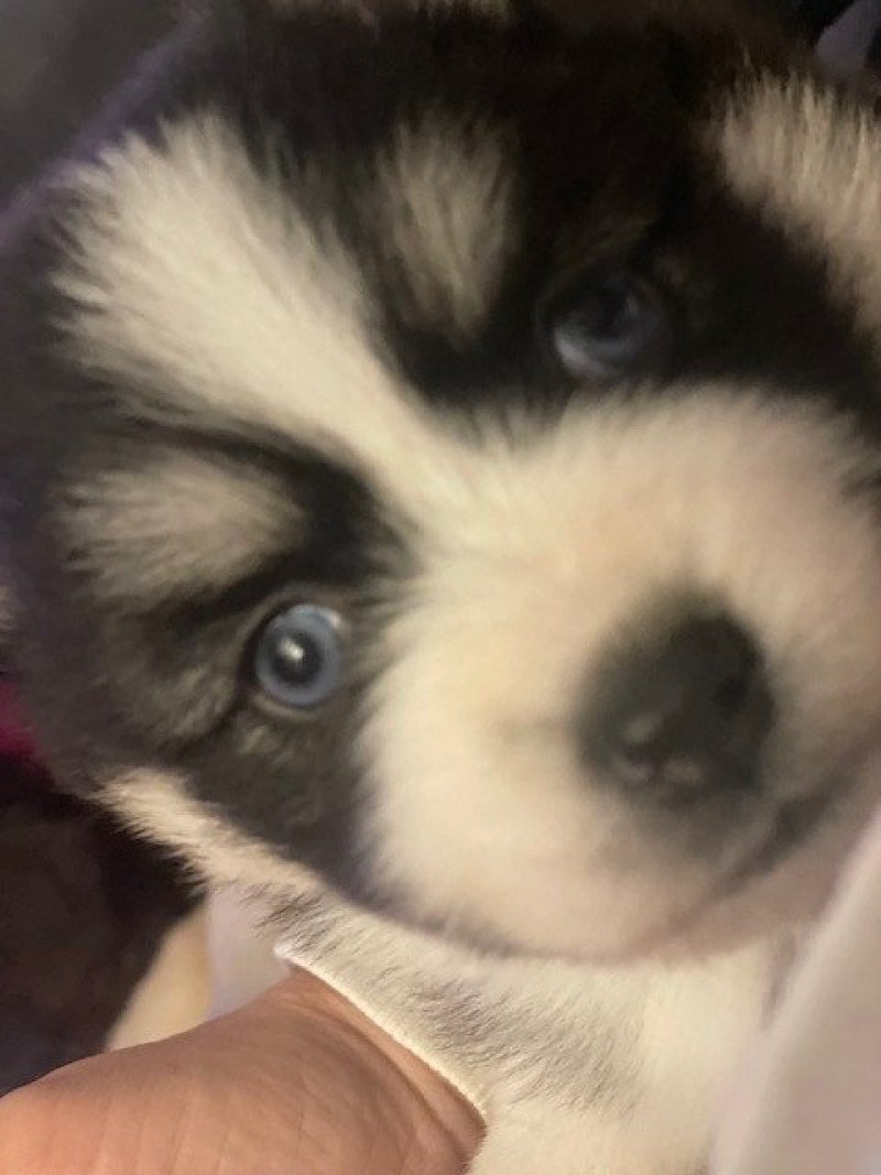 TALA du domaine Garlaban Femelle Pomsky