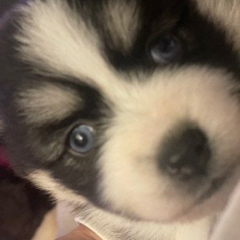 chiot Pomsky NOIR ET BLANC TALA Sacrepomskysud