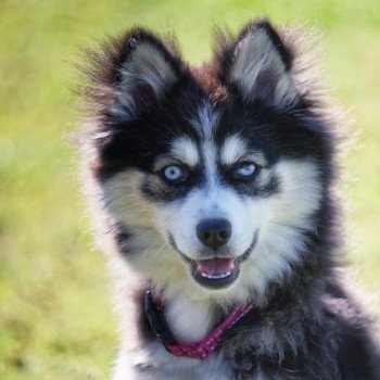 chiot Pomsky NOIR ET BLANC TALA Sacrepomskysud