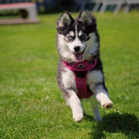 chiot Pomsky NOIR ET BLANC TALA Sacrepomskysud