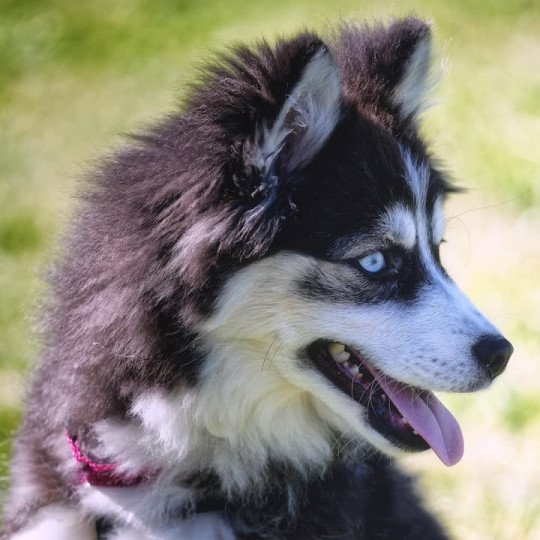 chiot Pomsky NOIR ET BLANC TALA Sacrepomskysud