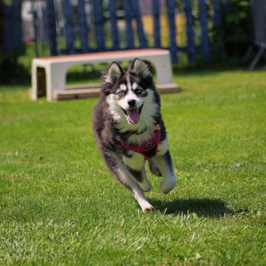 chiot Pomsky NOIR ET BLANC TALA Sacrepomskysud