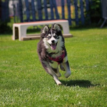 chiot Pomsky NOIR ET BLANC TALA Sacrepomskysud