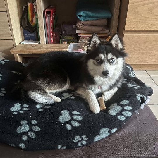 chiot Pomsky NOIR ET BLANC TALA Sacrepomskysud