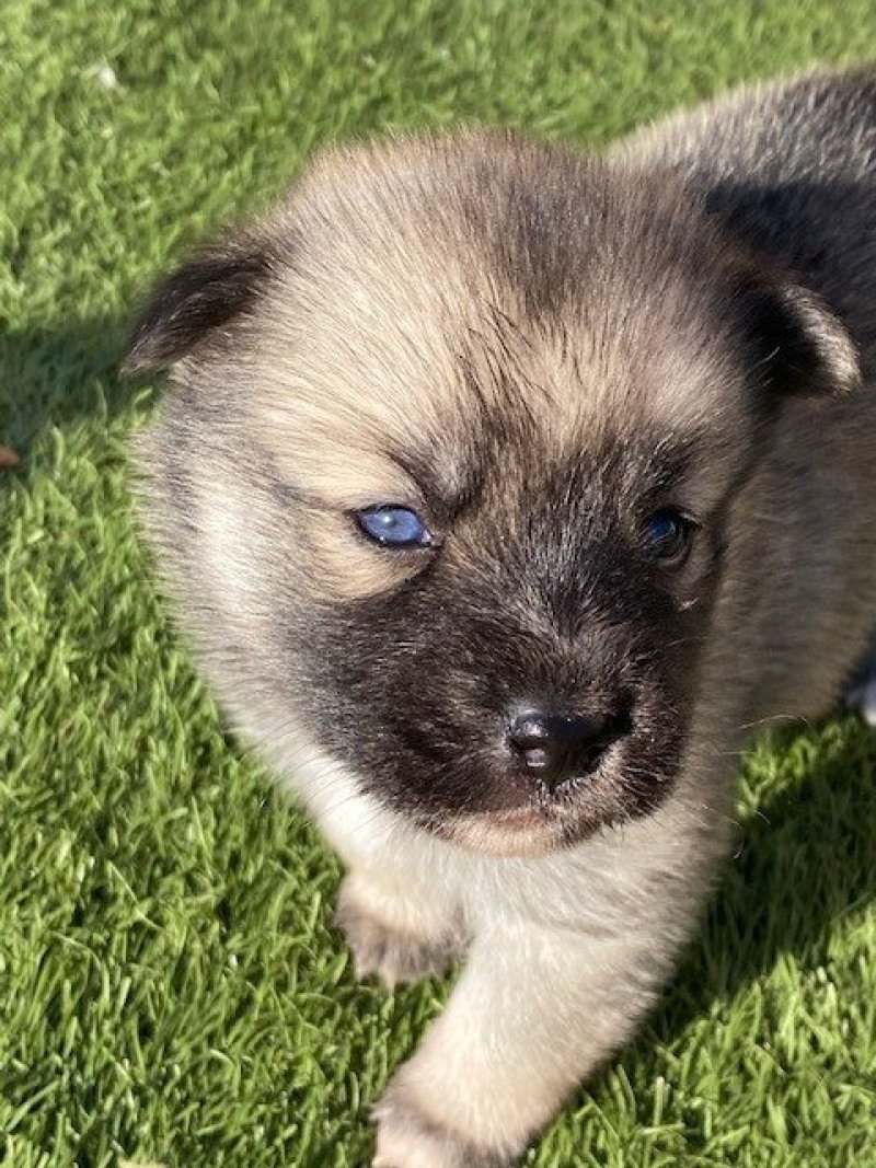 TESLA du domaine Garlaban Femelle Pomsky